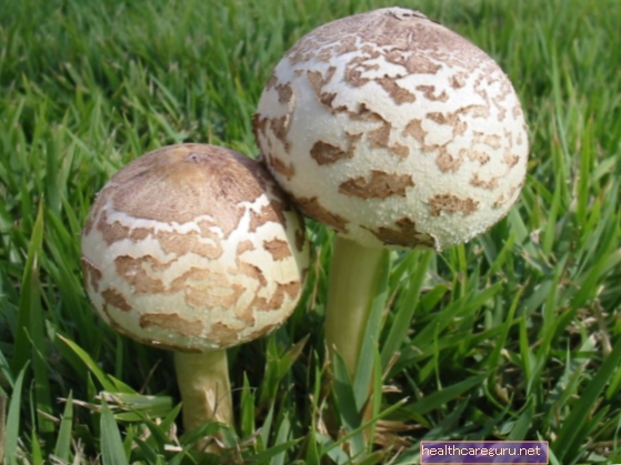 Hallutsinogeensed seened - tea nende toimet
