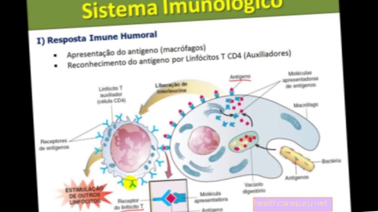 Immunsystem: hvad det er, og hvordan det fungerer