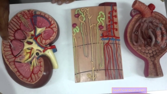 Sečni sistem: kaj je, glavni organi in kako deluje