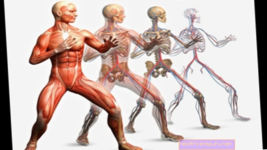 Svalový systém: čo to je, klasifikácia svalov a typy