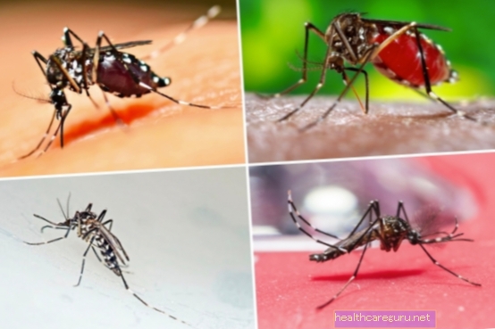 כיצד לזהות את יתוש הדנגי (Aedes aegypti)