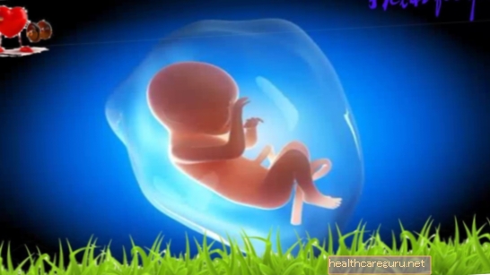 Bebek gelişimi - 17 haftalık gebelik