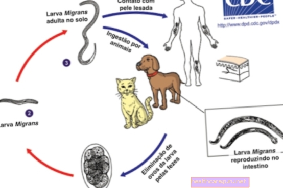 Geografisches Tier: Lebenszyklus, Hauptsymptome und Behandlung