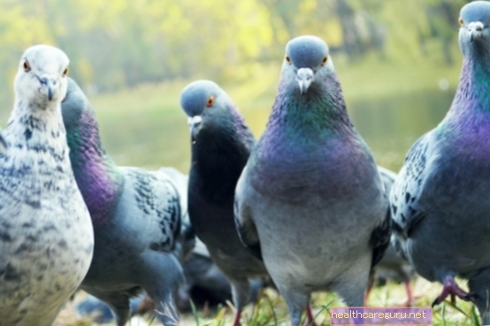 Bolile transmise de porumbei: simptome și ce trebuie făcut