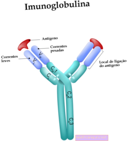 Immunoglobulin E (IgE): hvad det er, og hvorfor det kan være højt