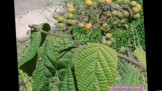 Do czego służy roślina Verbena?