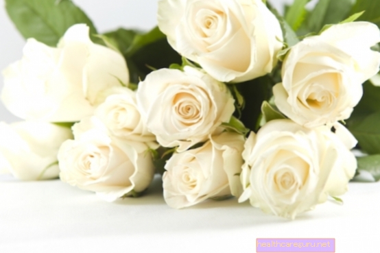 Léčivé vlastnosti bílé růže