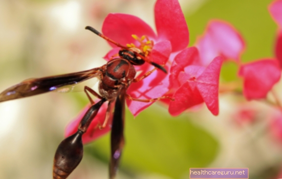 Mușcătura de viespe: ce trebuie făcut, cât durează și ce simptome