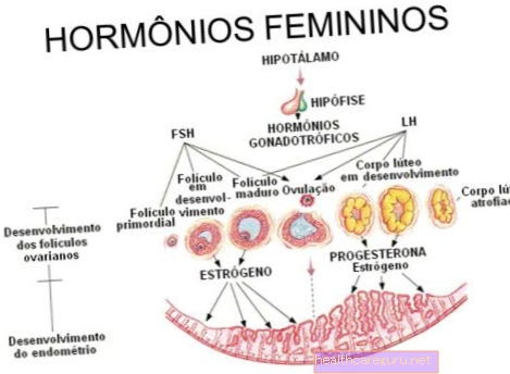 Kvinnliga hormoner: vad de är, vad de är för och tester